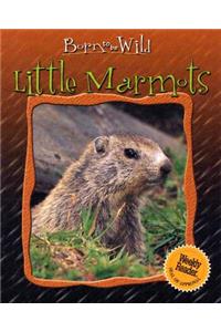 Little Marmots