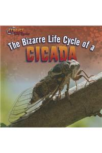 The Bizarre Life Cycle of a Cicada