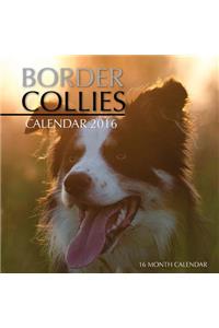 Border Collies Calendar 2016
