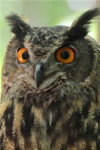 Owl Portrait Bird Journal