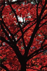 Fall Fire Tree Journal