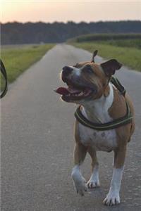 Say Hello to the Pitbull Terrier Journal