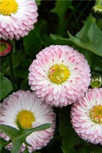 Pink and Yellow English Daisies Lawn Daisies (Bellis perennis) Flower Journal