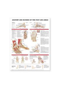 Anatomy and Injuries of the Foot and Ankle