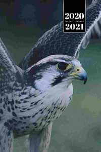 Falcon Hawk Bird Watching Ornithology Week Planner Weekly Organizer Calendar 2020 / 2021 - Dark Eyes