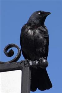 Jackdaw Bird Journal Crow