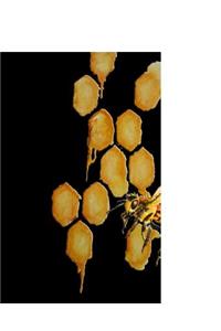 Honey Bee 2019 Daily Planner