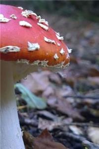 Fly Agaric Mushroom on the Forest Floor