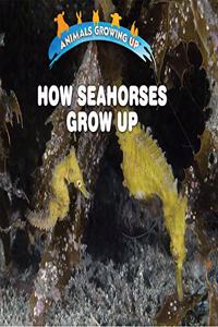 How Seahorses Grow Up