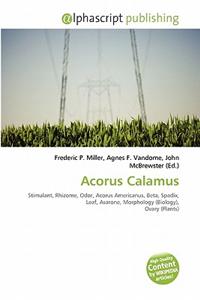 Acorus Calamus
