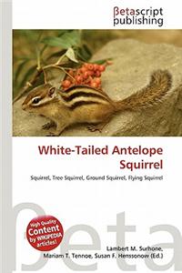 White-Tailed Antelope Squirrel