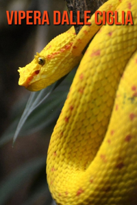 Vipera dalle ciglia