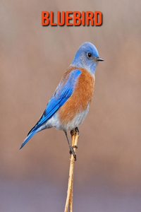 Bluebird