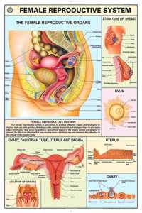 Teachingnest | Reproductive System (Female) Chart 70X100 Cm | English | Human Physiology Chart | Synthetic | Wall Sticking