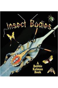 Insect Bodies