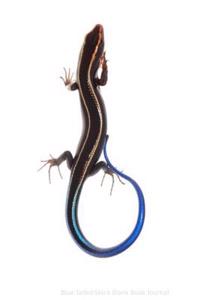 Blue Tailed Skink Blank Book Journal