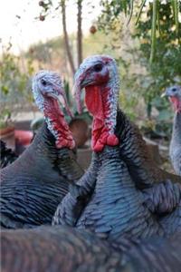 Turkeys Wildlife Animal Journal