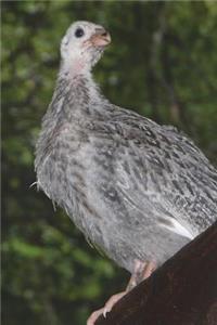 Guineafowl Perched on a Rock Journal (Guinea Fowl)