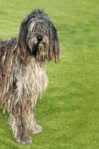 Bergamasco: Artified Pets Dog Journal/Notebook/Diary