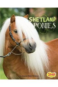 Shetland Ponies