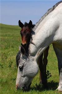 A Sweet Mother and Foal Horse Portrait Jounal