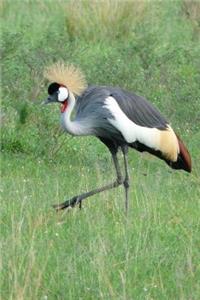 Crested Crane in Uganda, Africa Journal