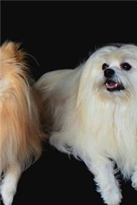 Pomeranian Notebook