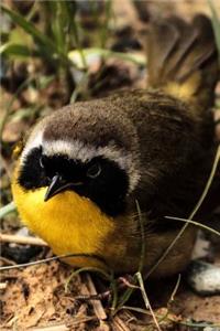 Common Yellowthroat Warbler Songbird Bird Journal (Geothlypis Trichas)