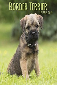 BORDER TERRIER PUPPIES M 2019