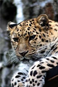 Notebook - Leopard