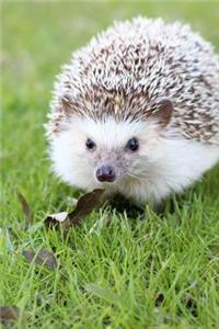 A Cute Tan Little Hedgehog in the Grass Journal