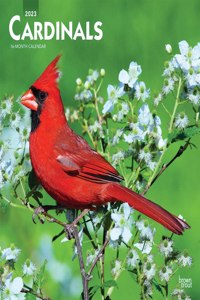 Cardinals 2023 Square