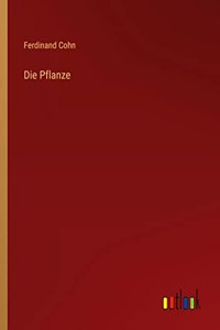Die Pflanze