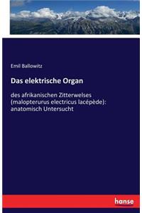 elektrische Organ