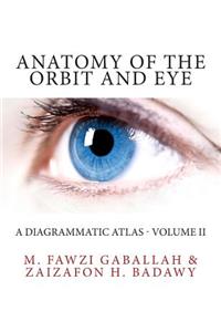 Anatomy of the Orbit and Eye