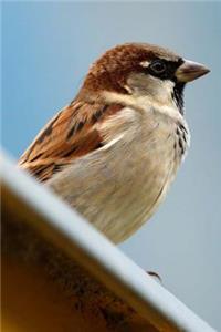 Mind Blowing Common House Sparrow Journal