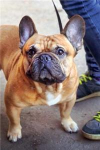 French Bulldog June Notebook & Journal. Productivity Work Planner & Idea Notepad