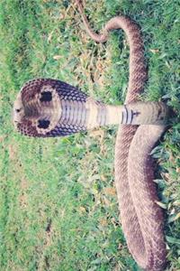 King Cobra Snake Journal
