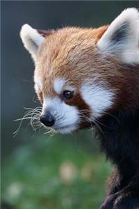 Cutest Red Panda Animal Journal