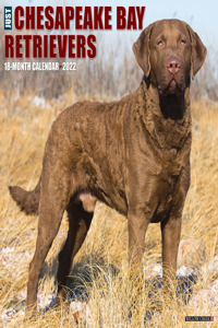 Just Chesapeake Bay Retrievers 2022 Wall Calendar (Dog Breed)