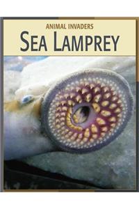 Sea Lamprey