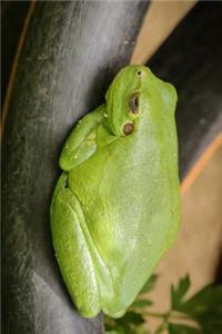 Cute Little Frog Taking a Nap Journal