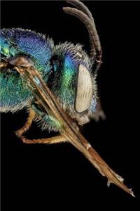 Insect Notebook