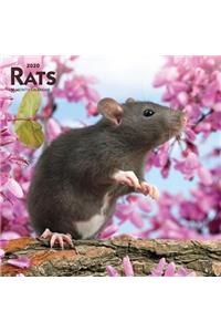 Rats 2020 Square Wall Calendar