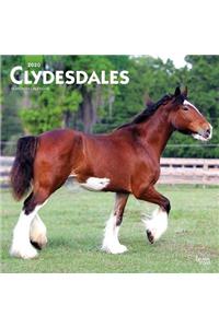 Clydesdales 2020 Square