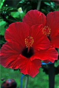 Beautiful Red Hibiscus Blossoms Journal