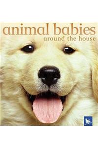 Animal Babies Around the House