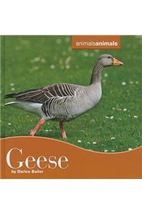 Geese