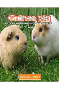 Guinea pig
