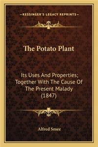 Potato Plant the Potato Plant